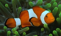 /album/marinos-/clown-fish-jpg1/